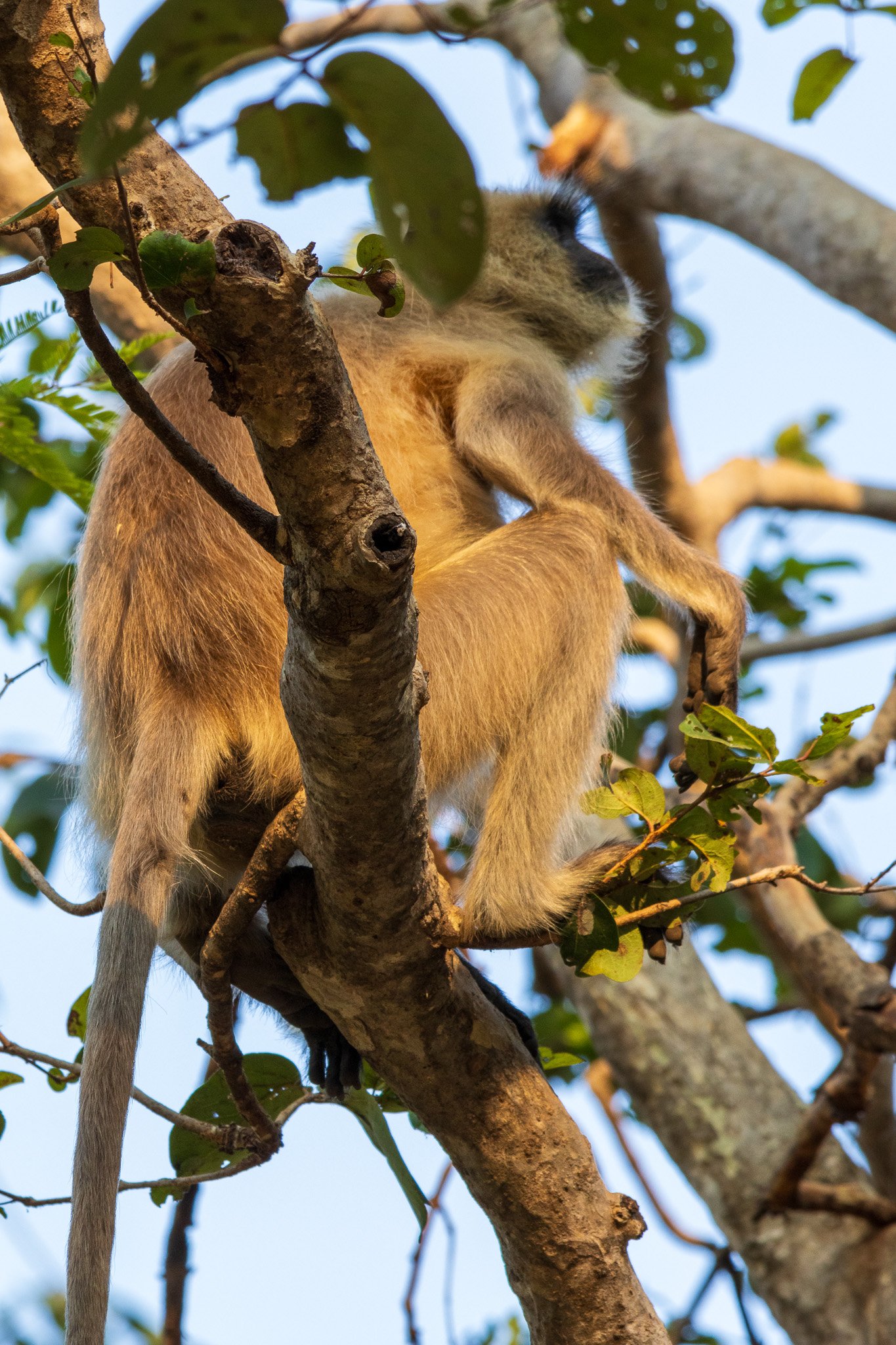 _india_18nov2023_pench44.jpg