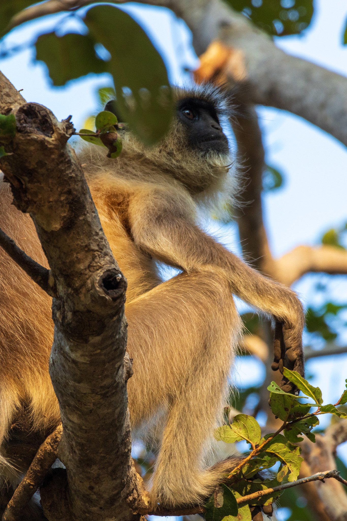 _india_18nov2023_pench46.jpg