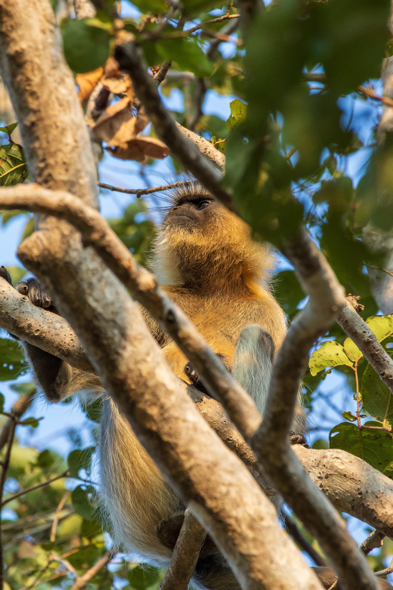 _india_18nov2023_pench47.jpg