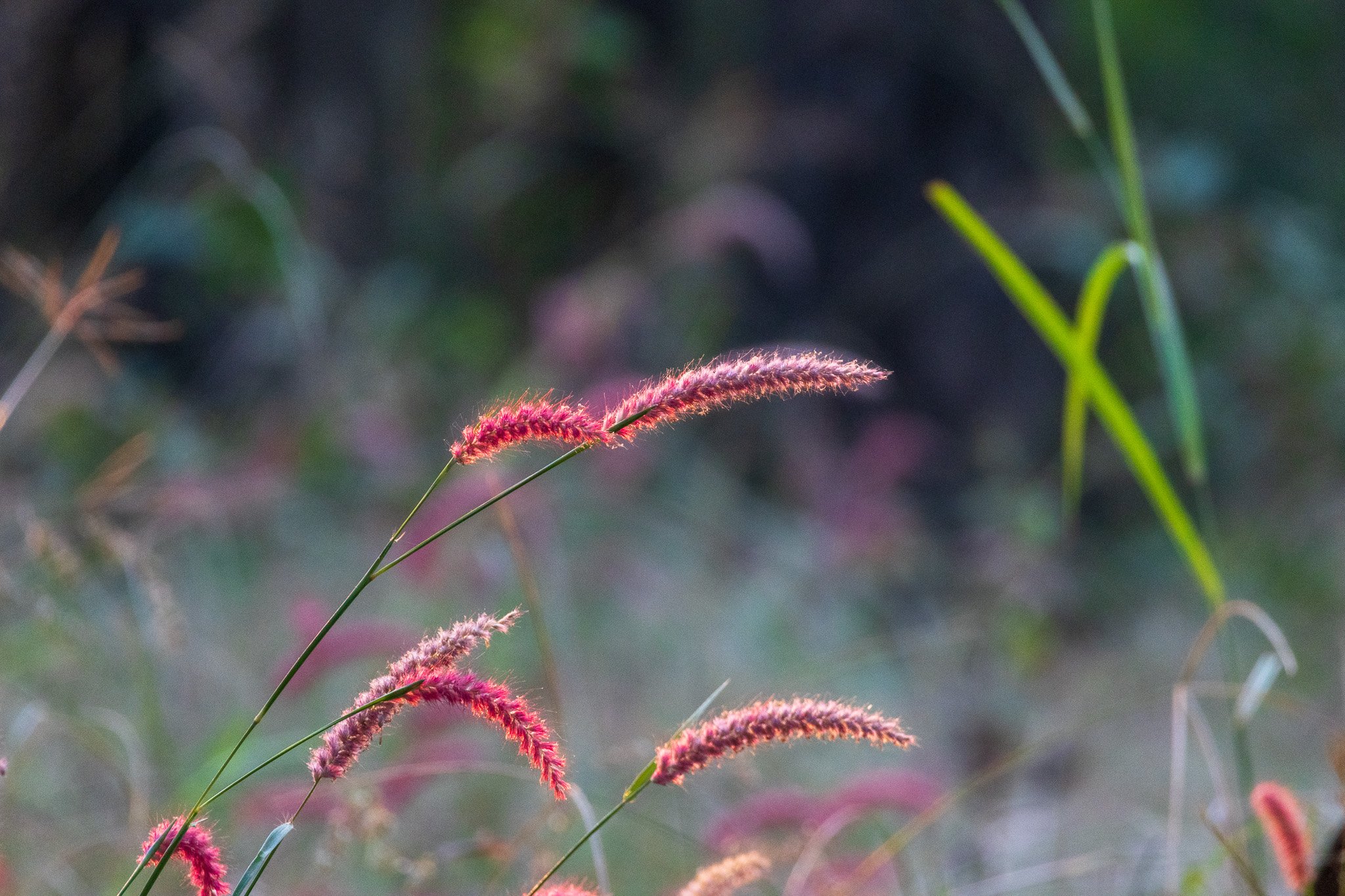 _india_18nov2023_pench48.jpg