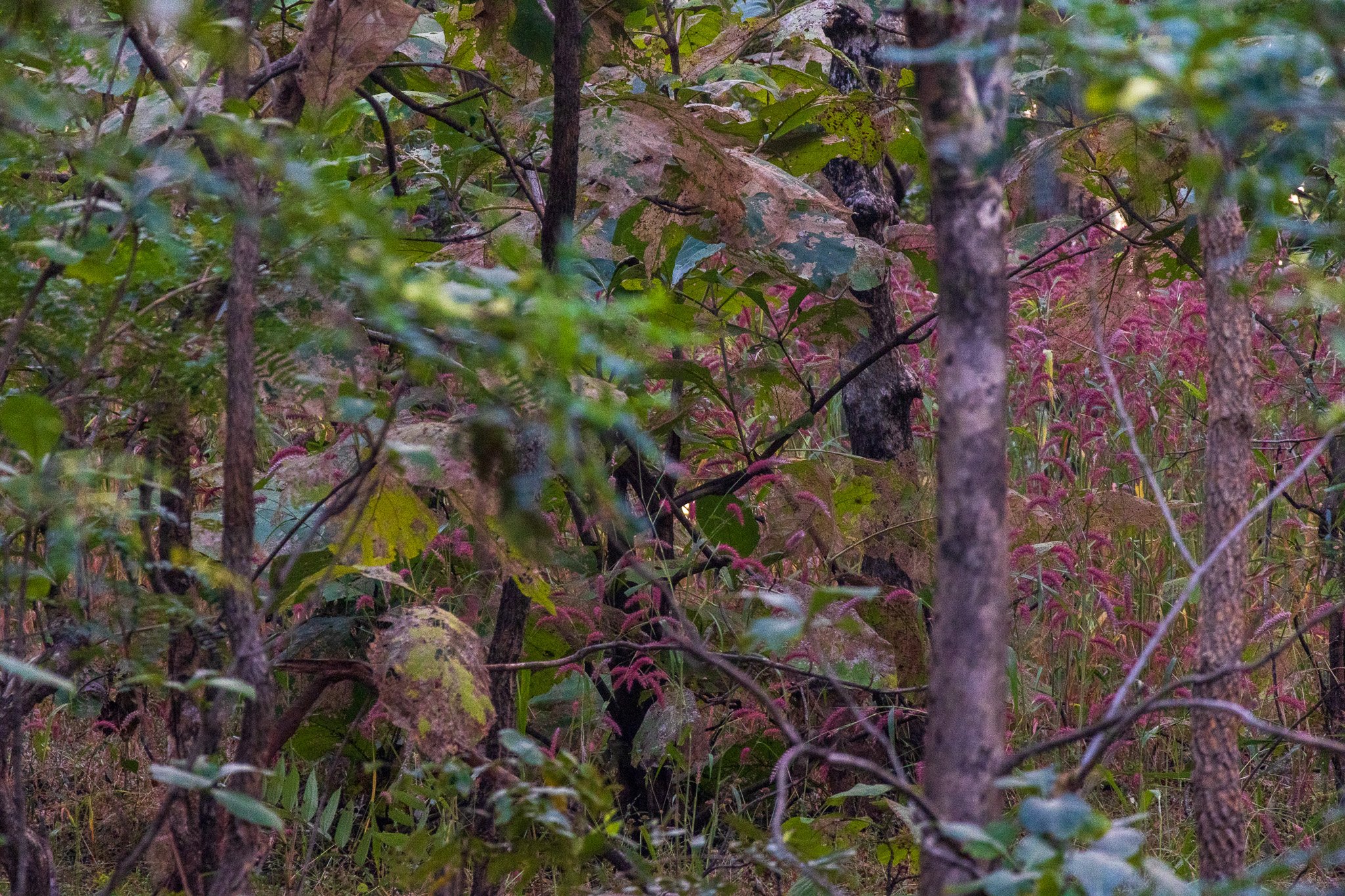 _india_18nov2023_pench52.jpg