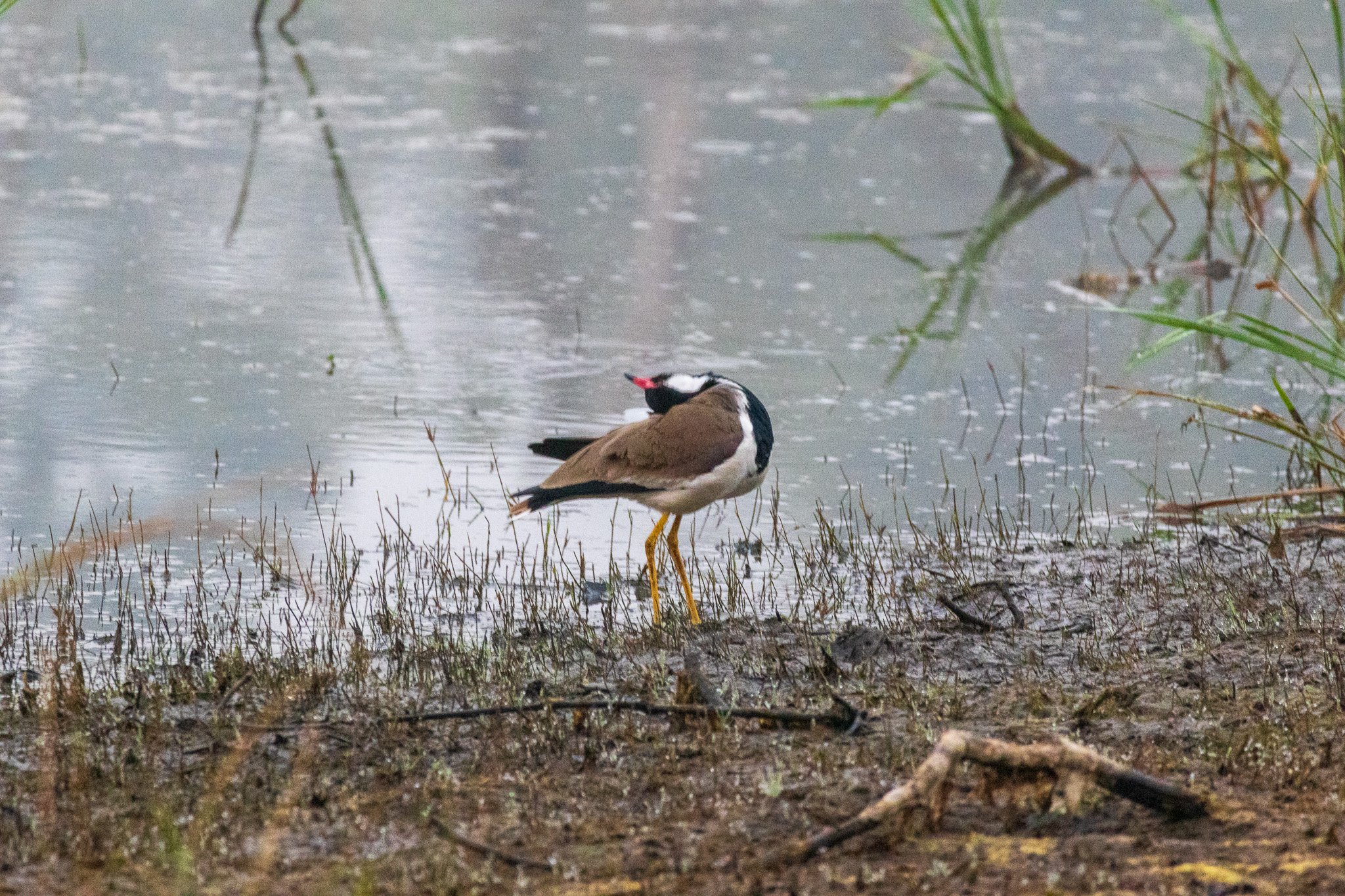 _india_18nov2023_pench55.jpg