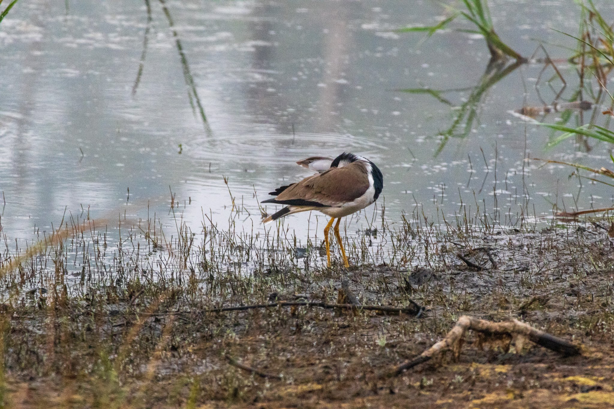 _india_18nov2023_pench57.jpg