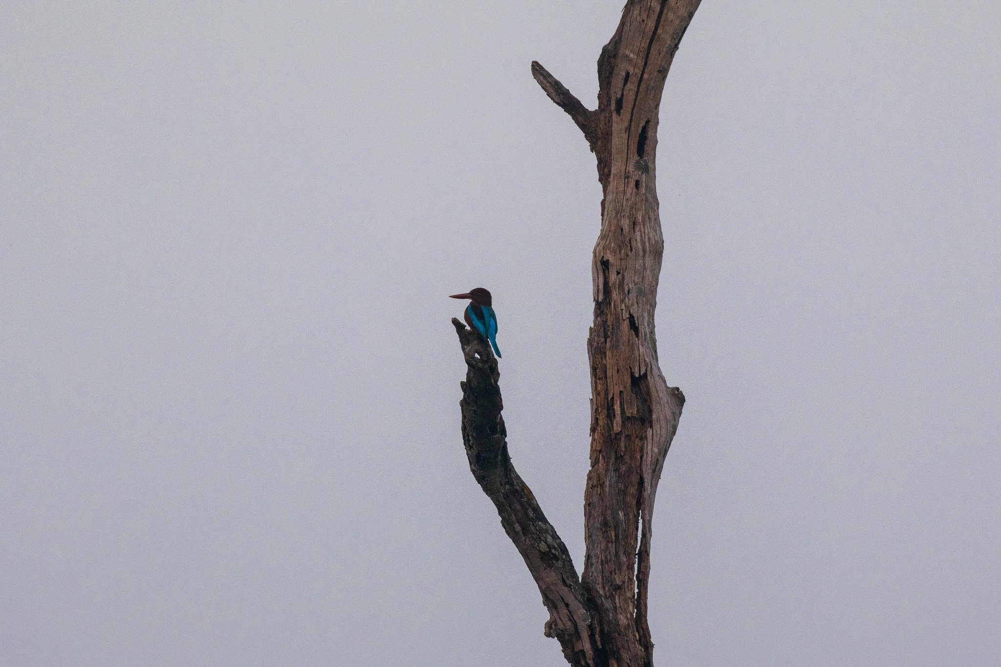 _india_18nov2023_pench67.jpg