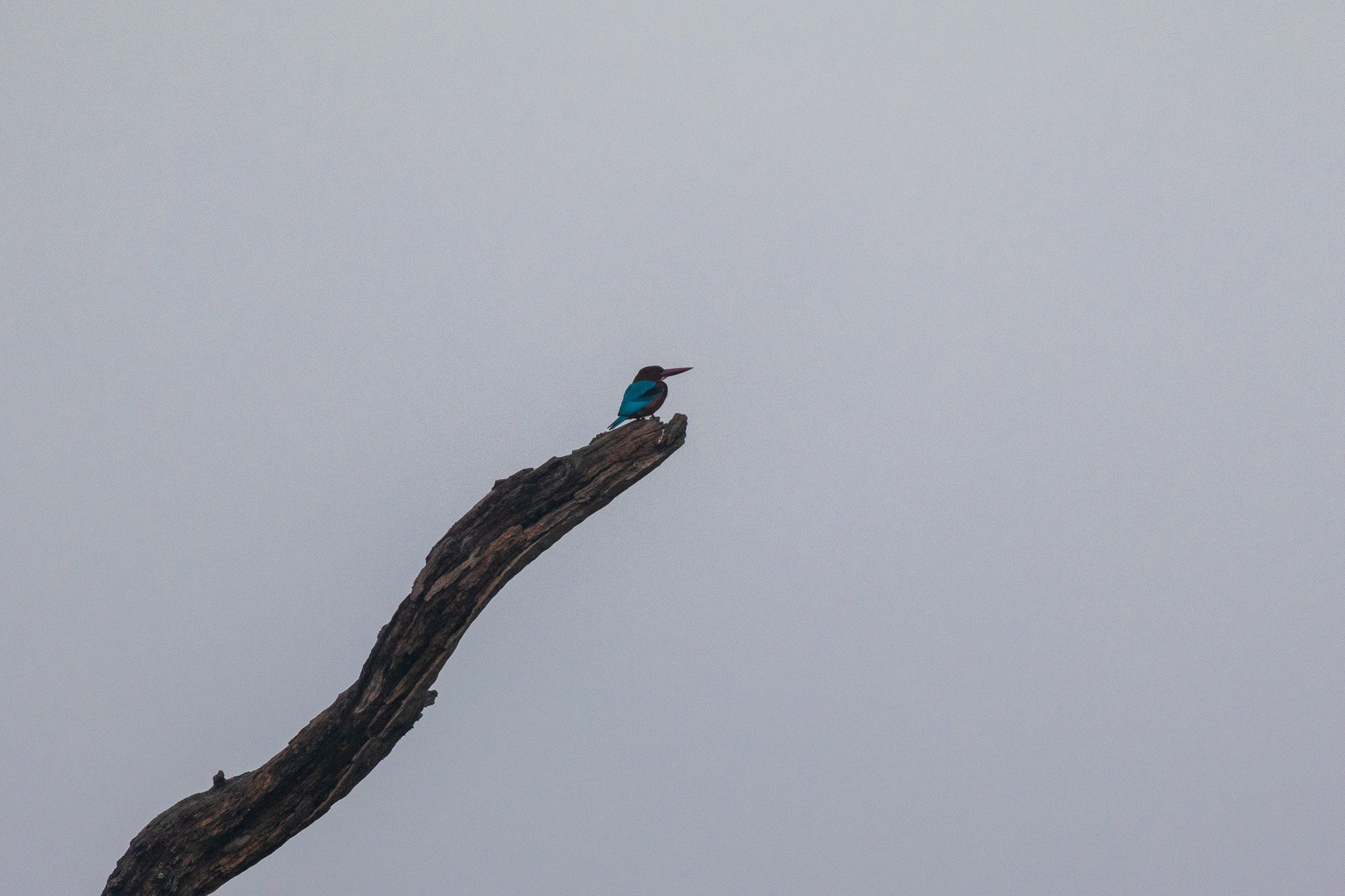 _india_18nov2023_pench68.jpg