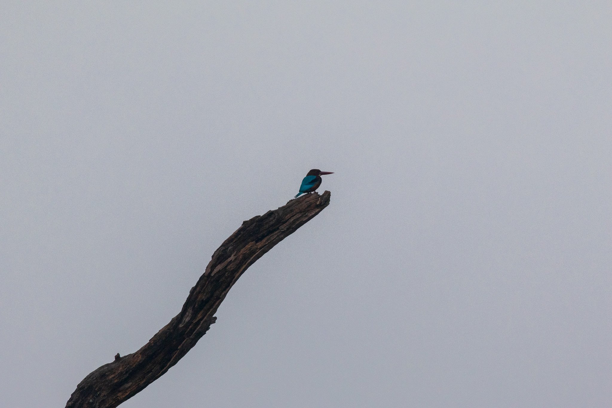 _india_18nov2023_pench69.jpg