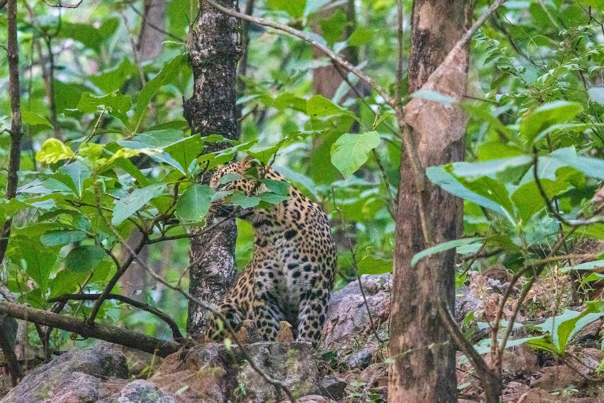 _india_18nov2023_pench71.jpg