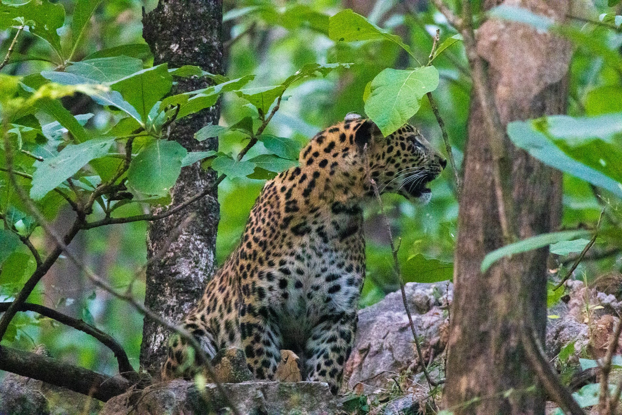 _india_18nov2023_pench74.jpg