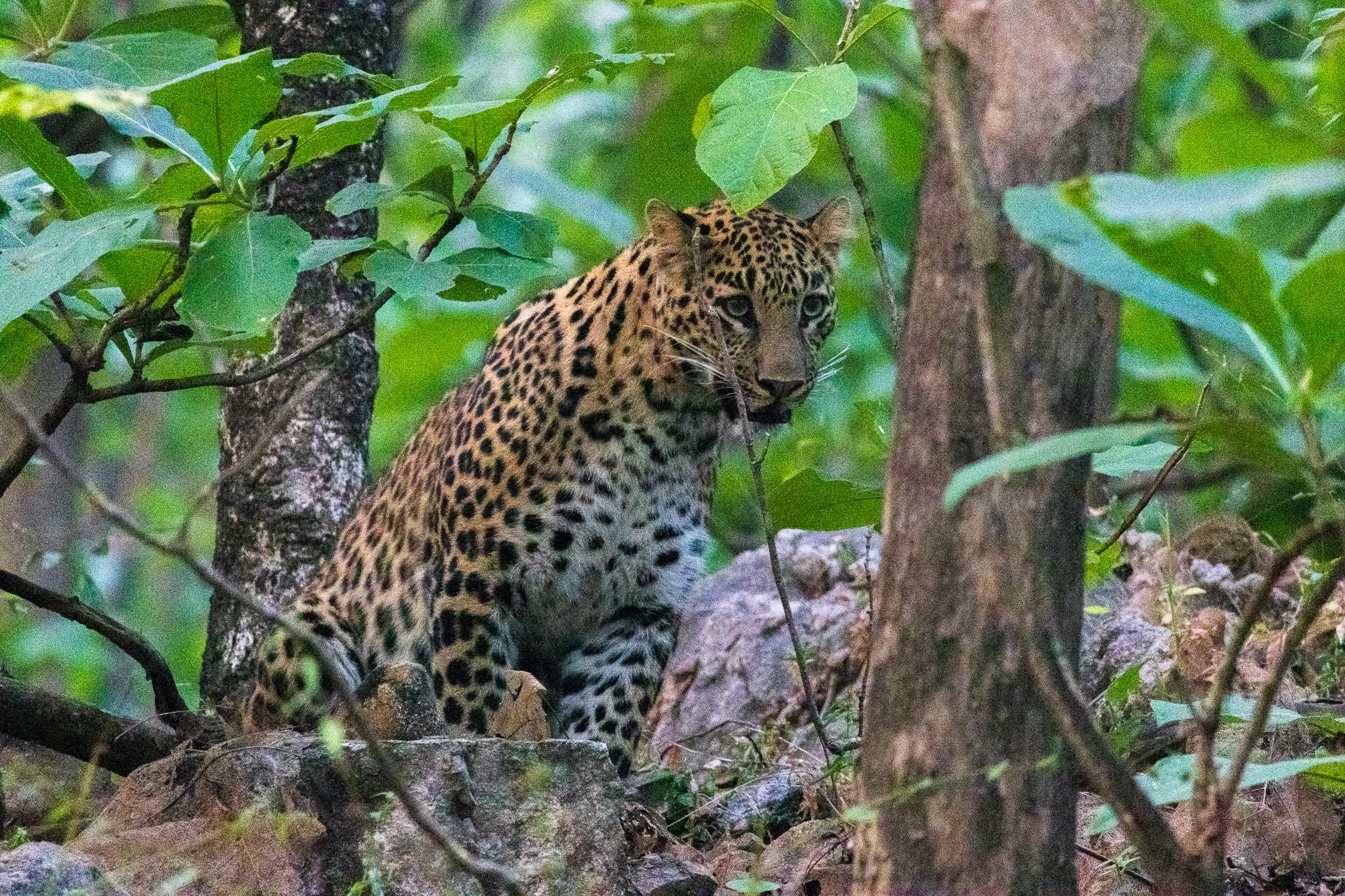 _india_18nov2023_pench76.jpg