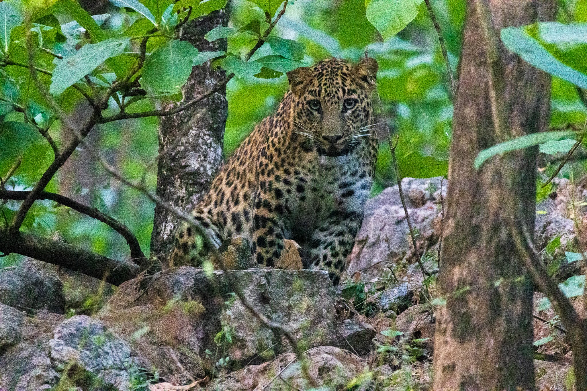 _india_18nov2023_pench79.jpg