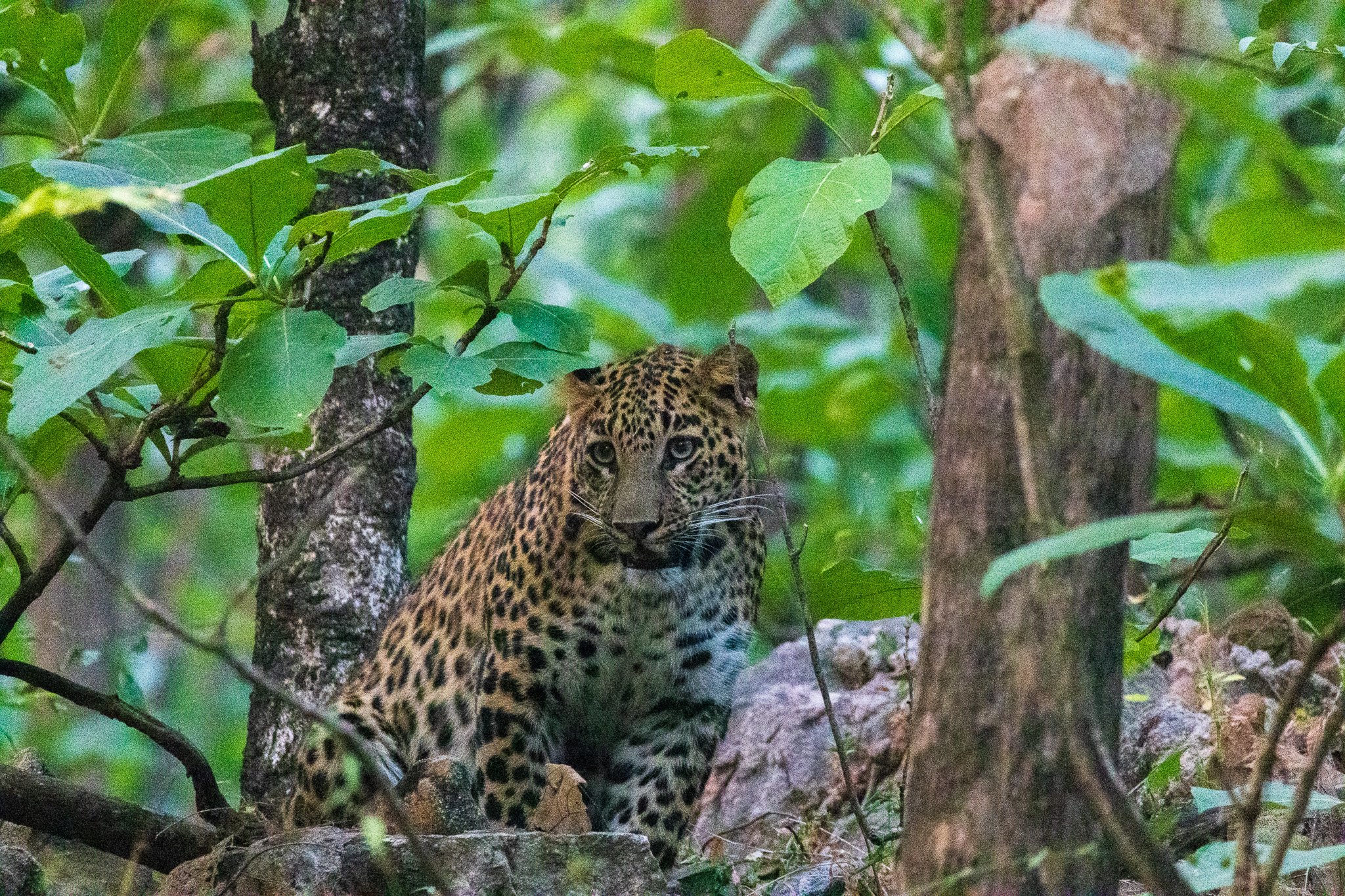 _india_18nov2023_pench80.jpg