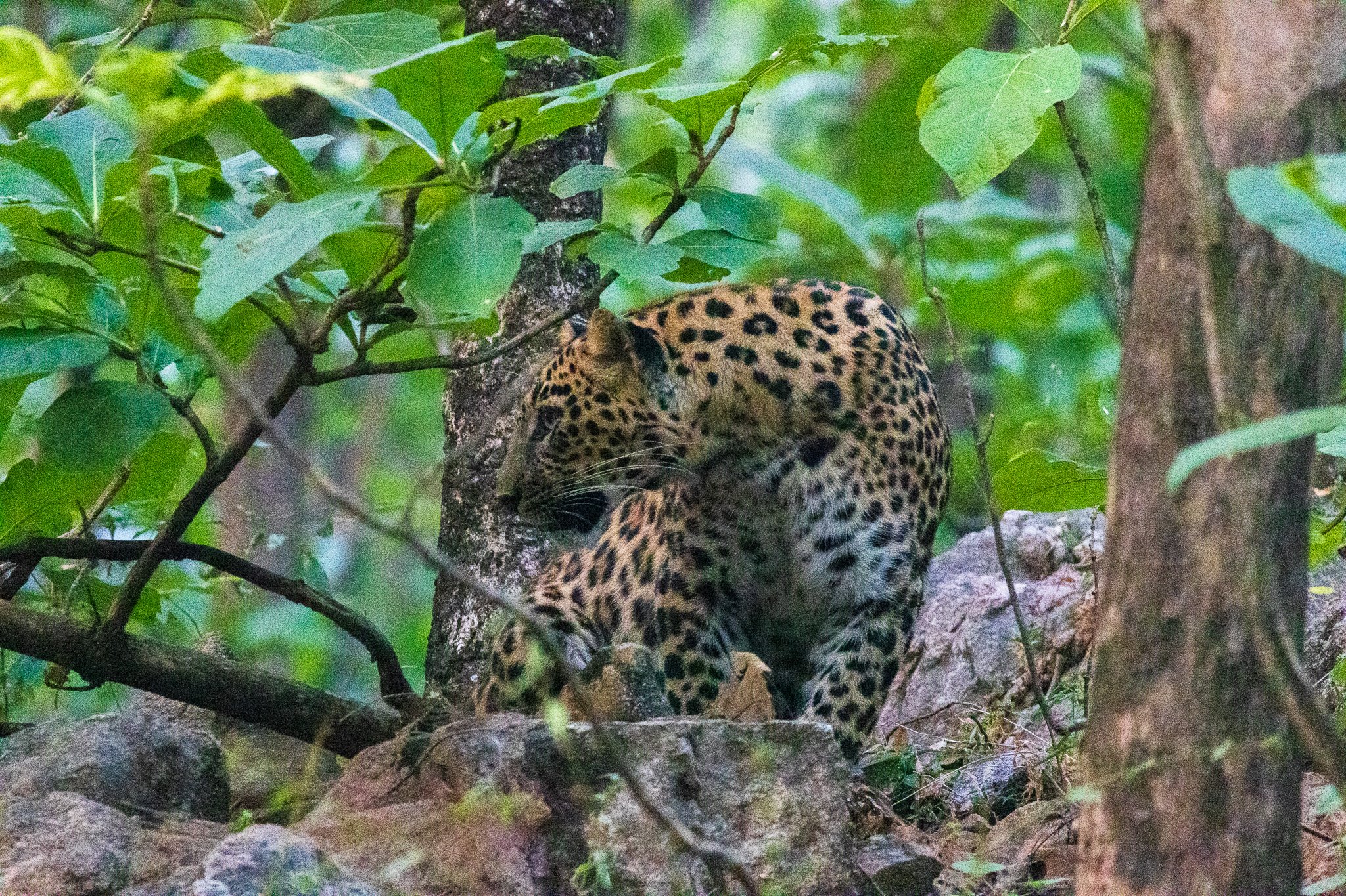 _india_18nov2023_pench84.jpg