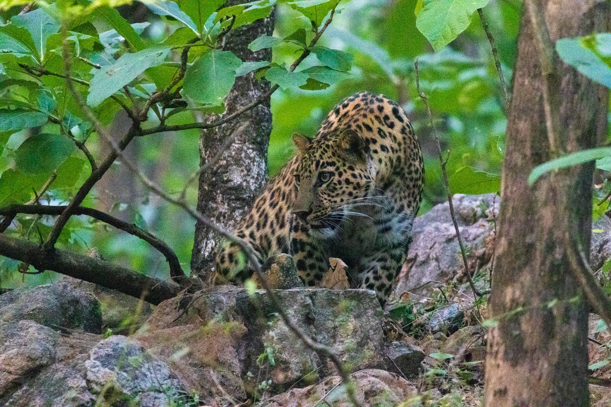 _india_18nov2023_pench85.jpg