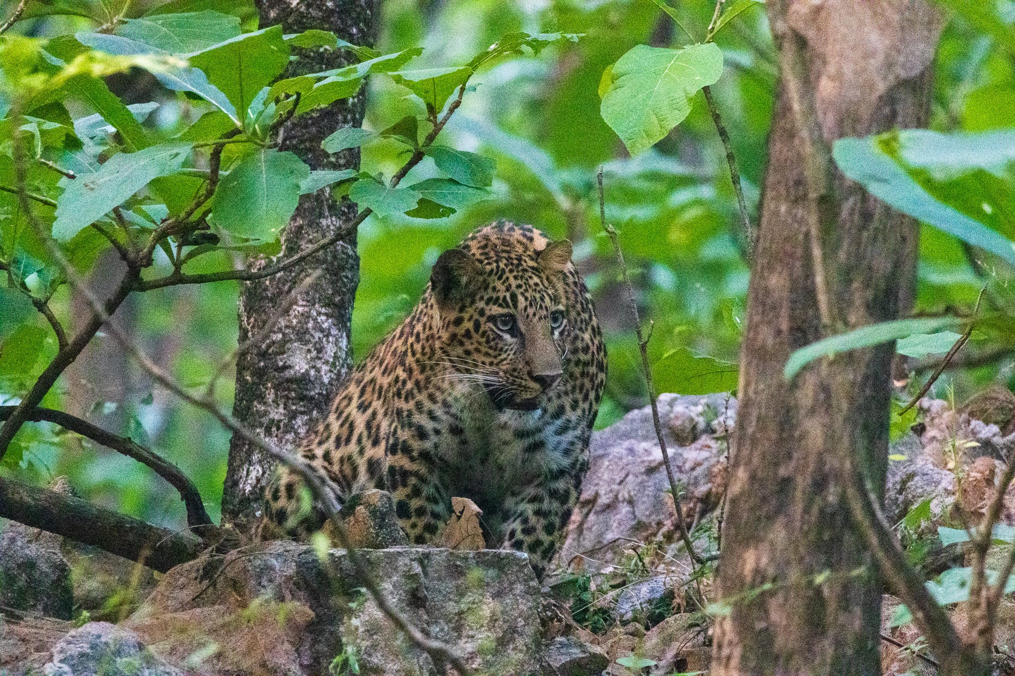 _india_18nov2023_pench86.jpg