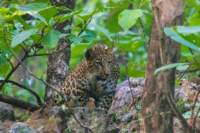 _india_18nov2023_pench86_small.jpg