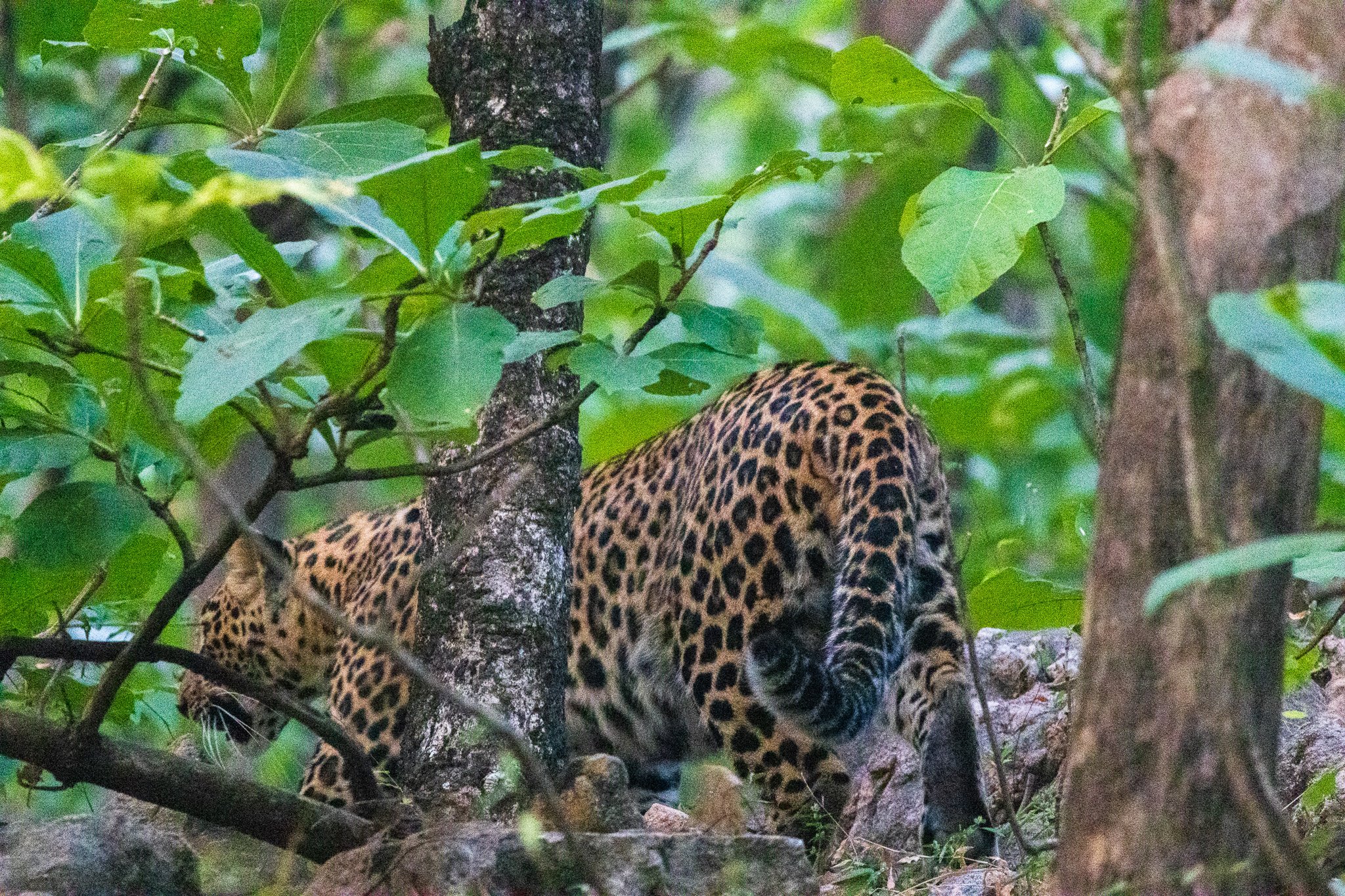 _india_18nov2023_pench88.jpg