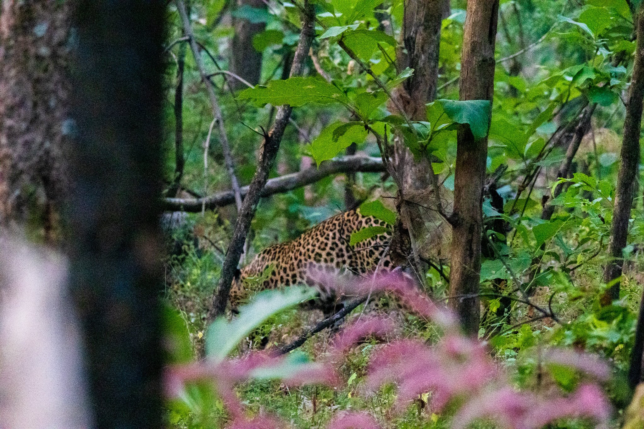 _india_18nov2023_pench89.jpg