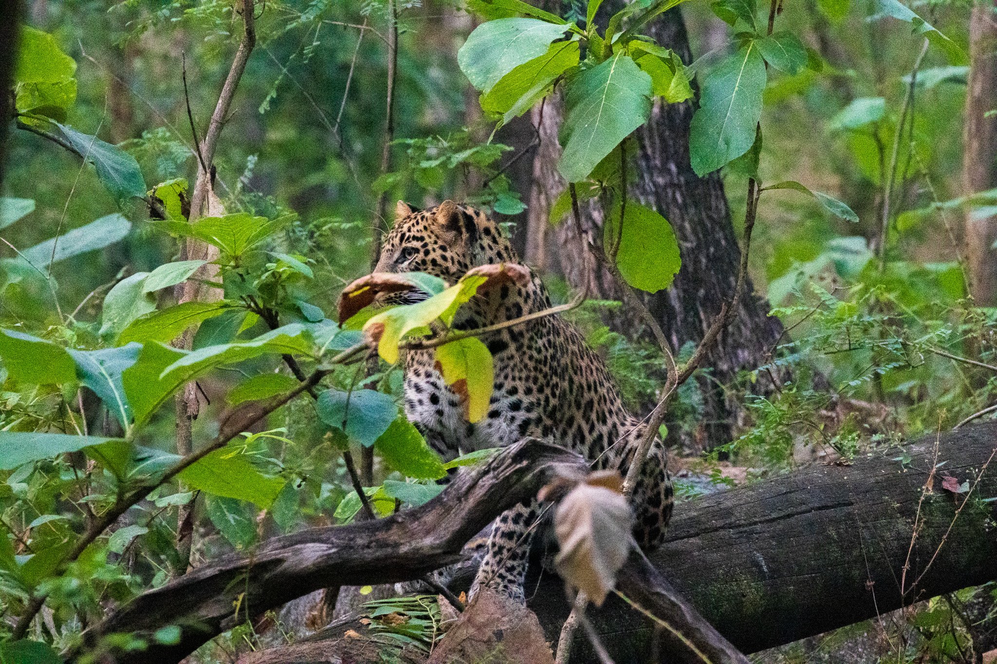 _india_18nov2023_pench90.jpg