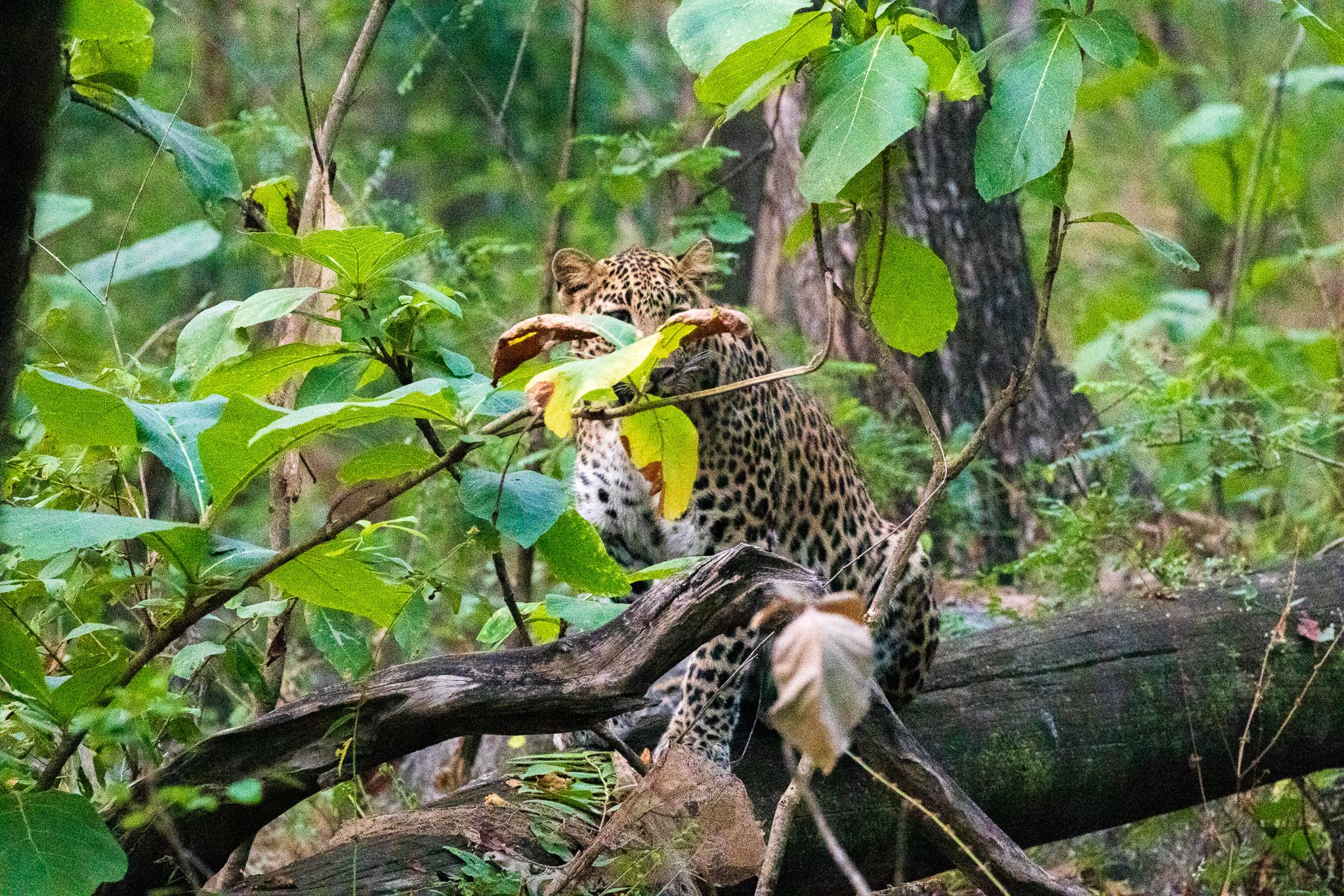 _india_18nov2023_pench94.jpg