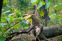 _india_18nov2023_pench94_small.jpg