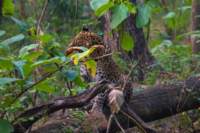 _india_18nov2023_pench95_small.jpg