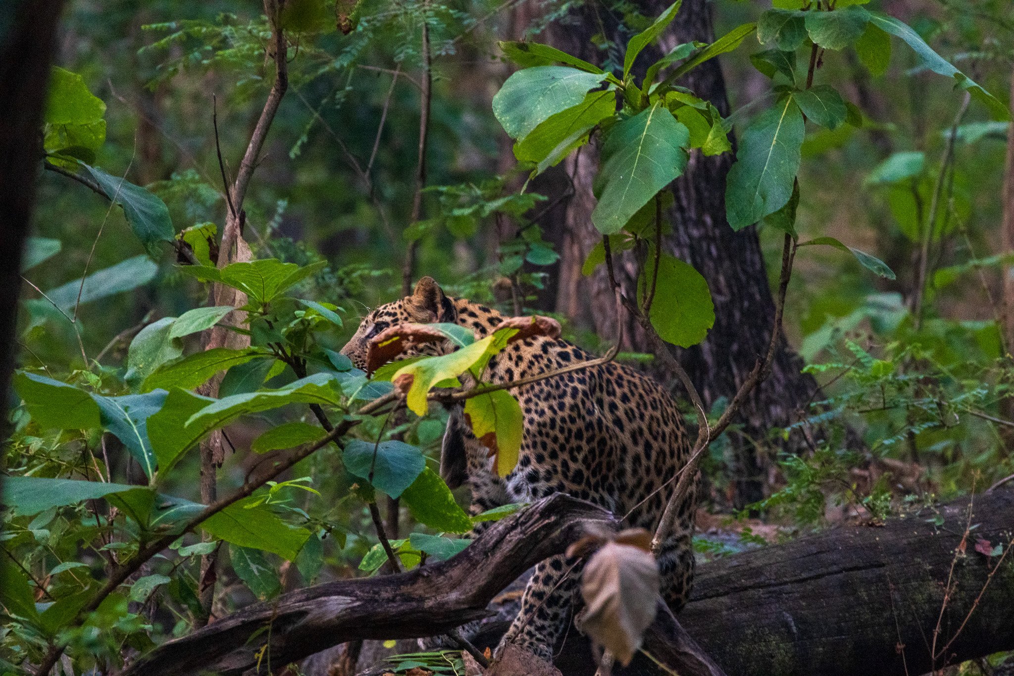 _india_18nov2023_pench96.jpg