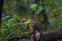 _india_18nov2023_pench96_small.jpg