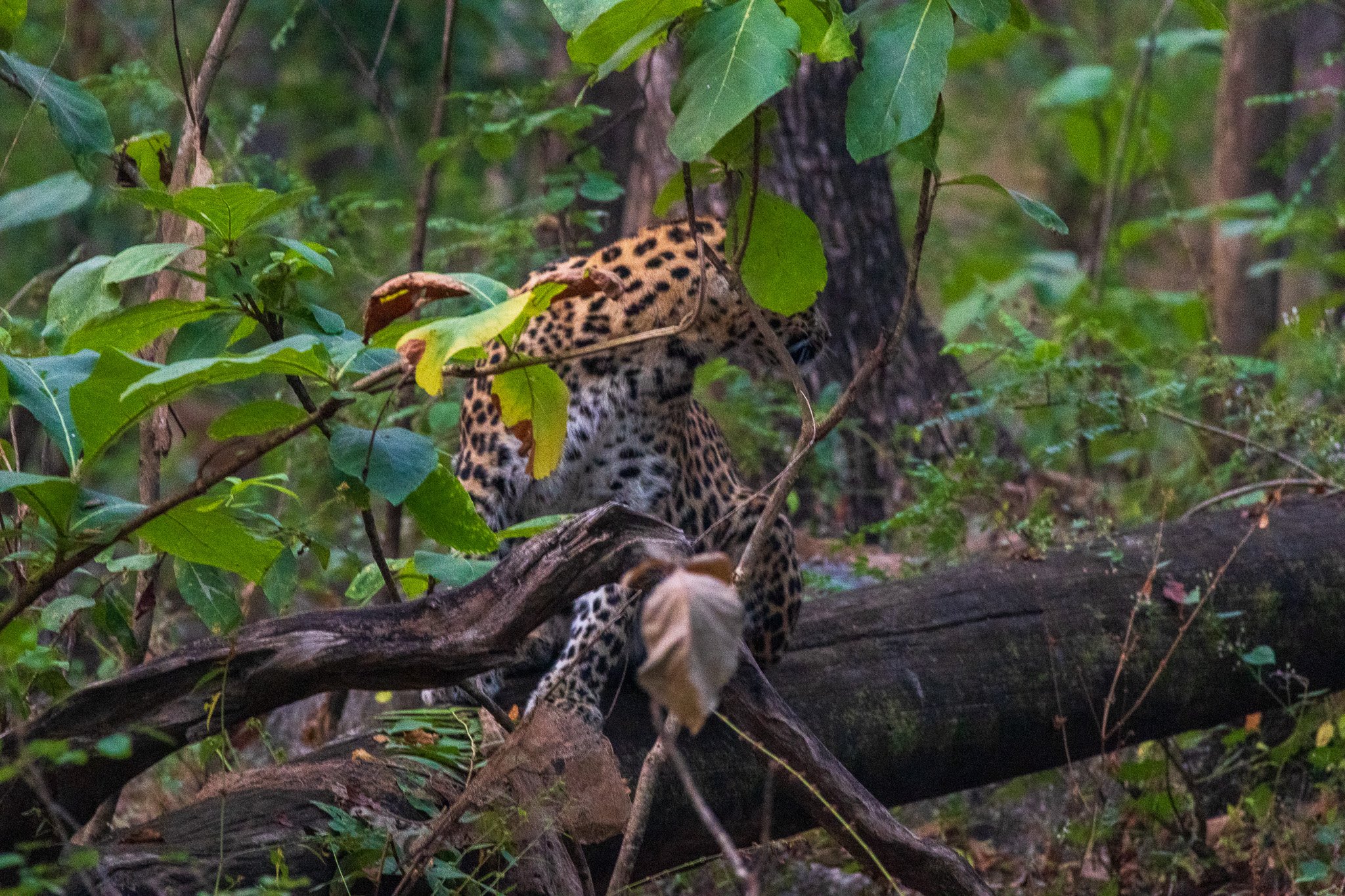 _india_18nov2023_pench98.jpg