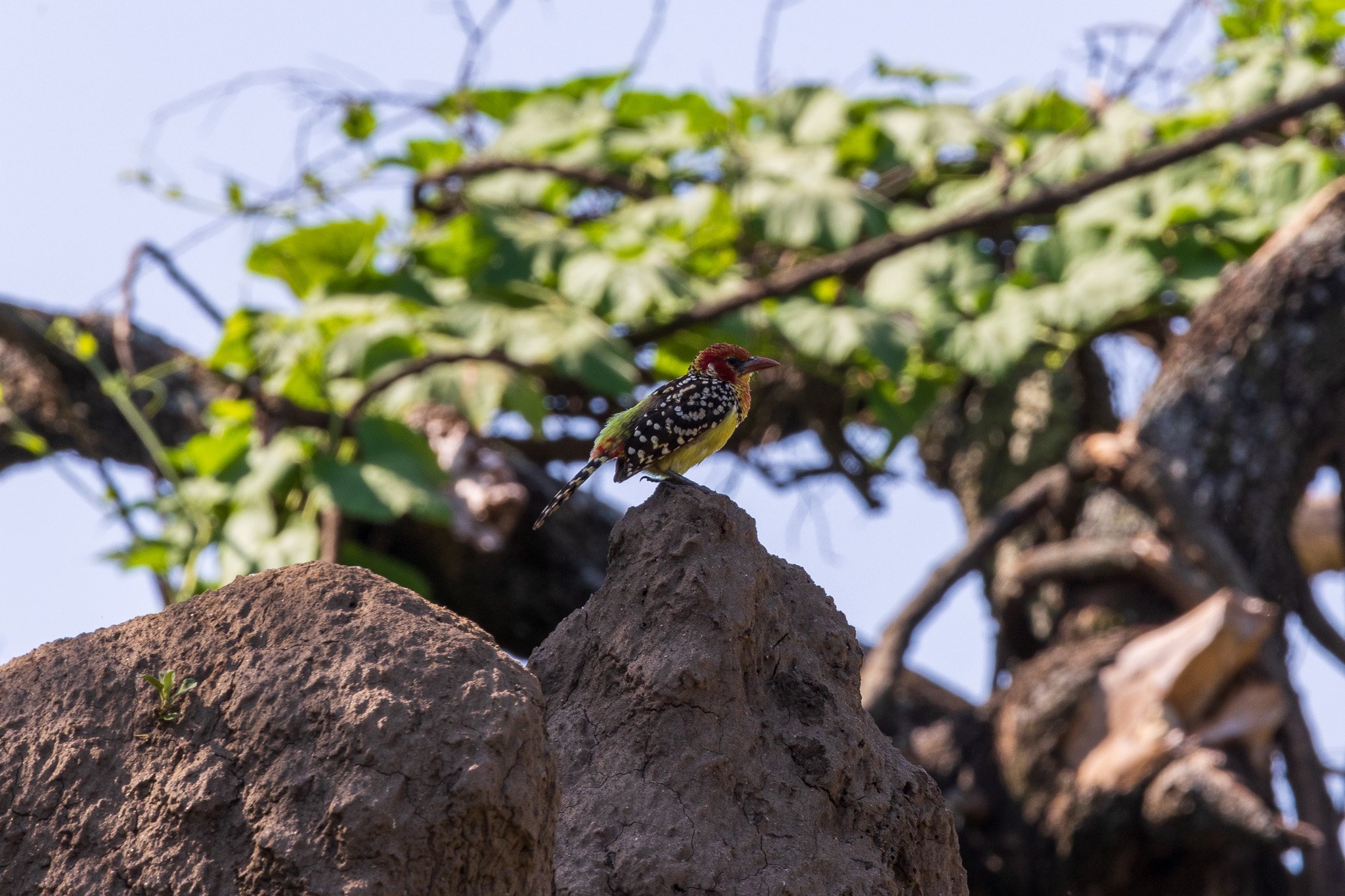 tanz17feb24manyara65.jpg