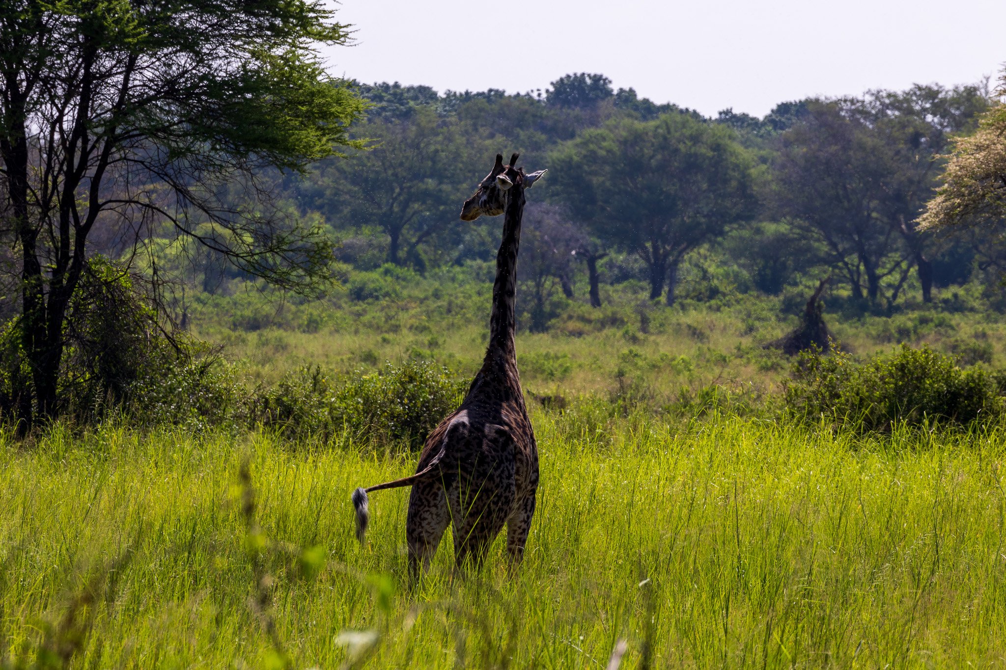 tanz17feb24manyara70.jpg