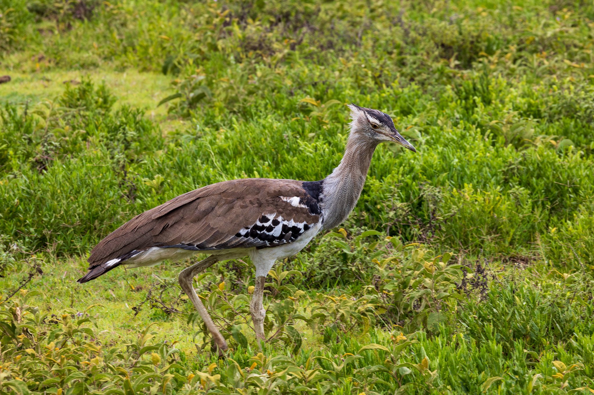 tanz18feb24serengeti14.jpg