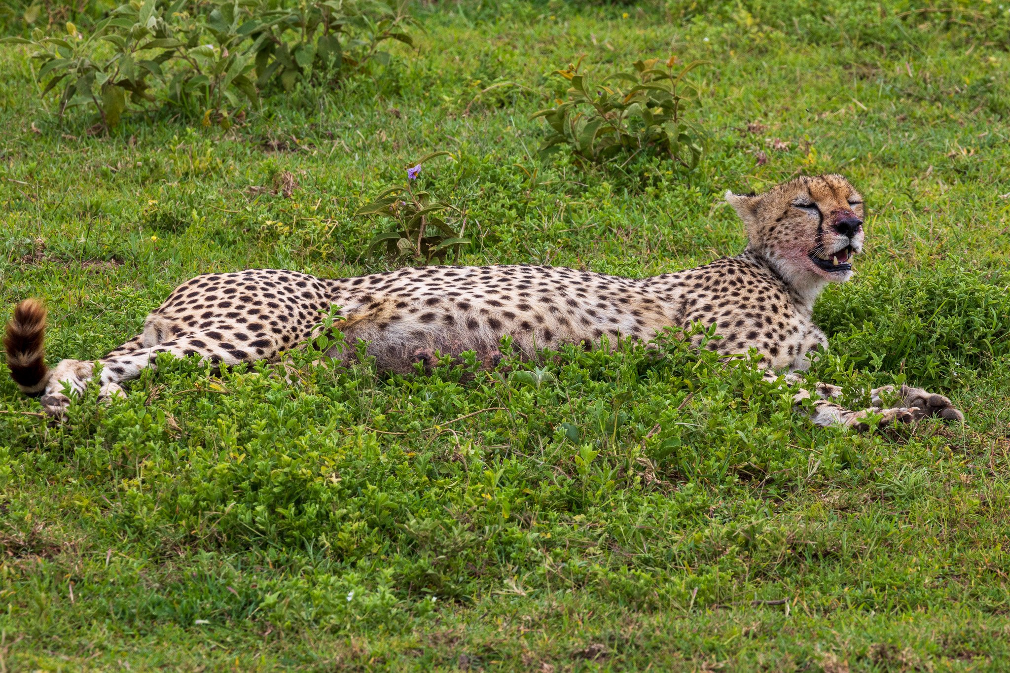 tanz18feb24serengeti15.jpg