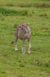 tanz18feb24serengeti23_small.jpg