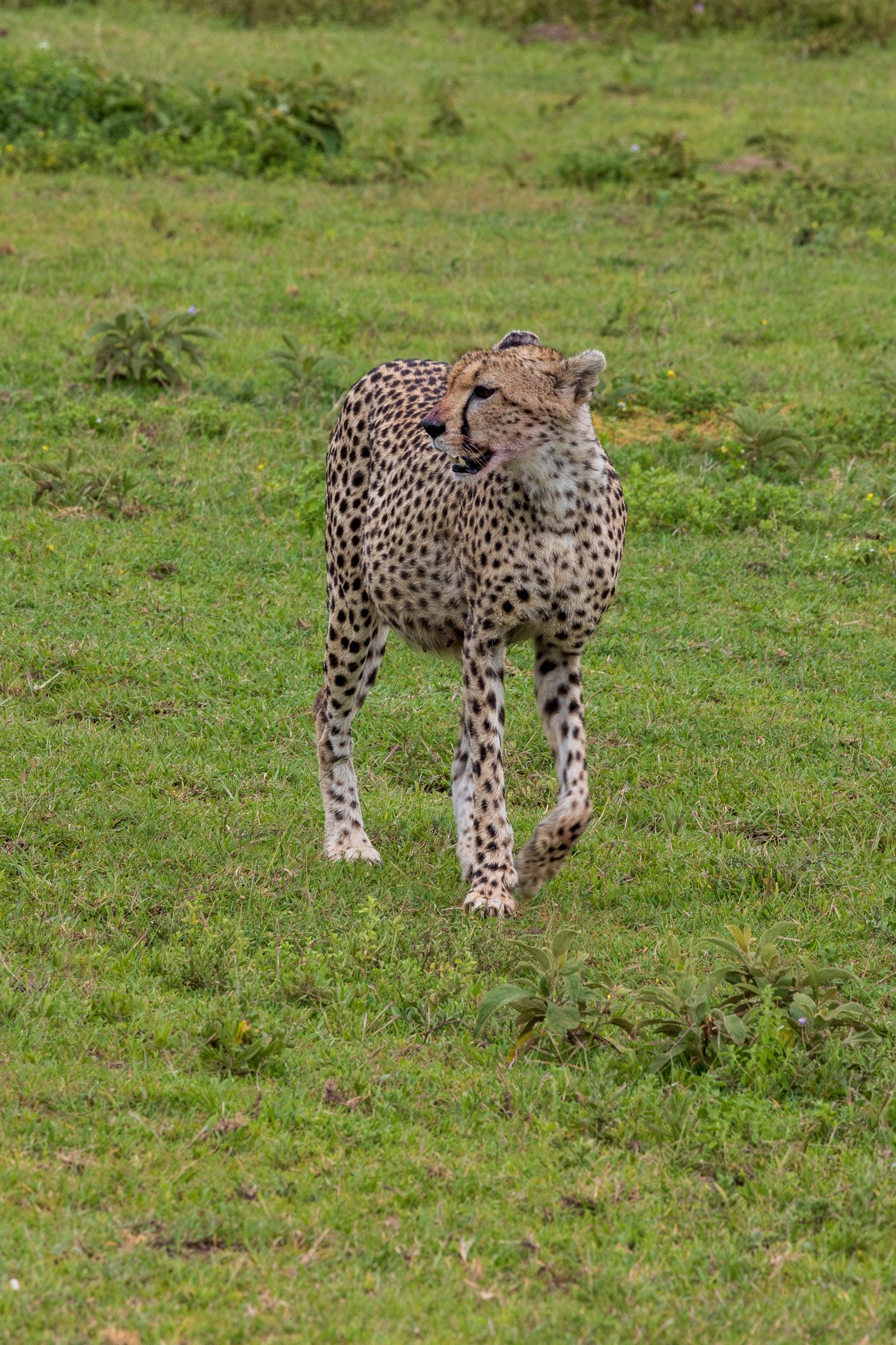 tanz18feb24serengeti24.jpg