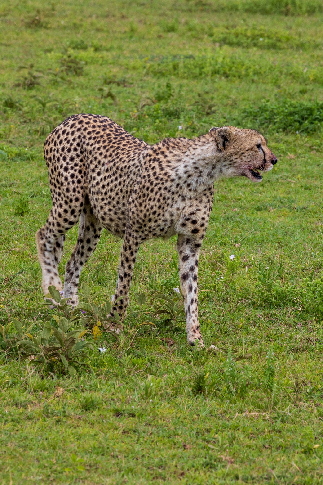 tanz18feb24serengeti25.jpg