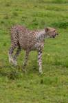 tanz18feb24serengeti25_small.jpg