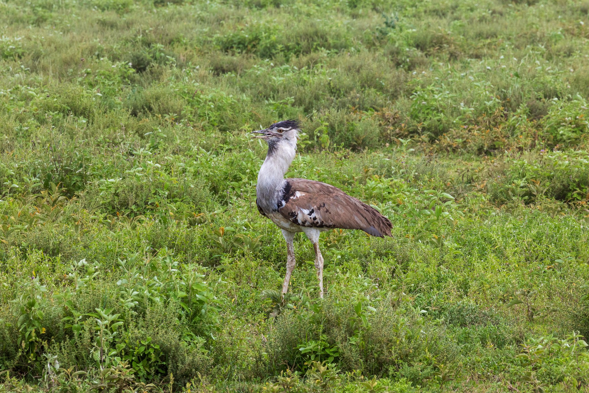 tanz18feb24serengeti27.jpg