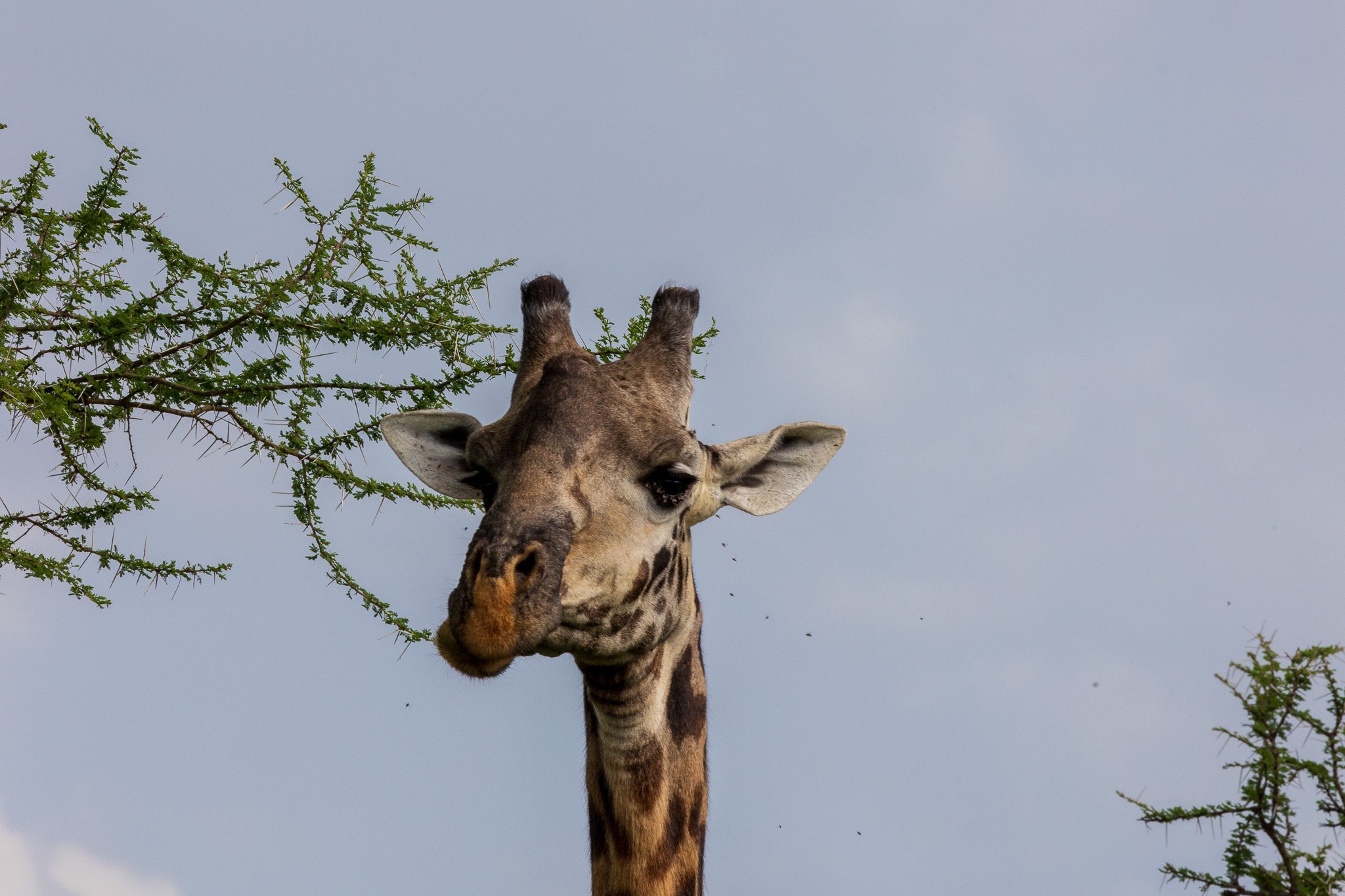 tanz18feb24serengeti32.jpg