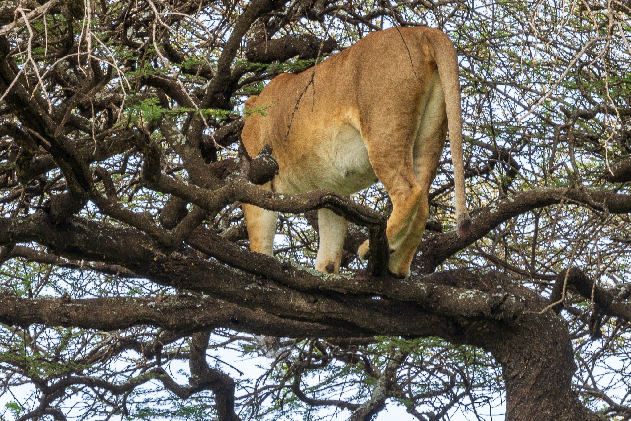 tanz18feb24serengeti39.jpg