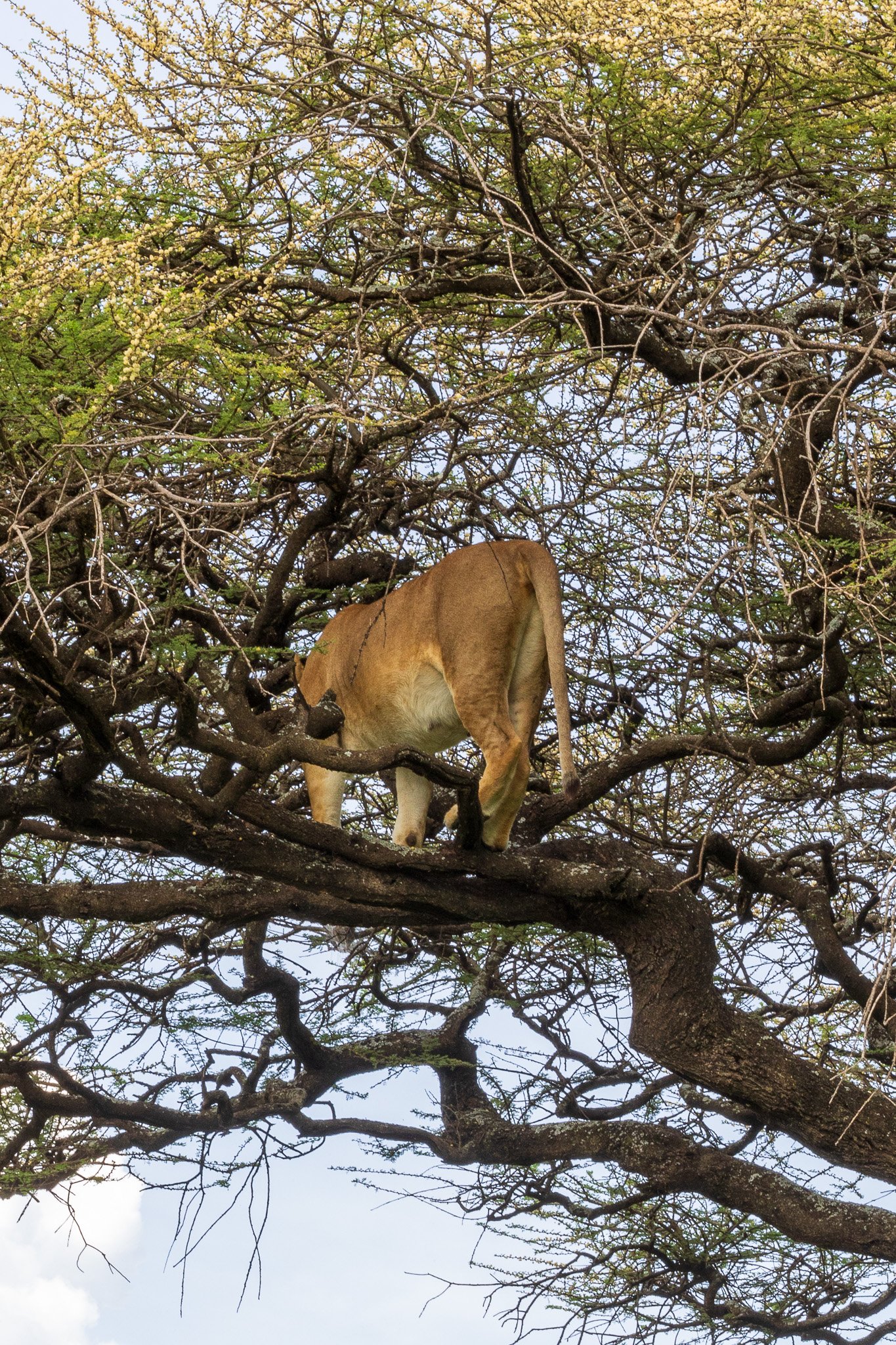 tanz18feb24serengeti41.jpg