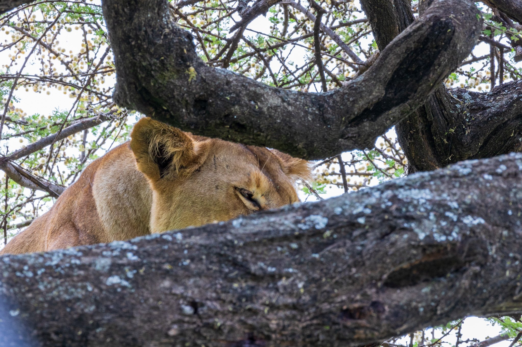 tanz18feb24serengeti44.jpg