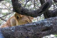 tanz18feb24serengeti44_small.jpg