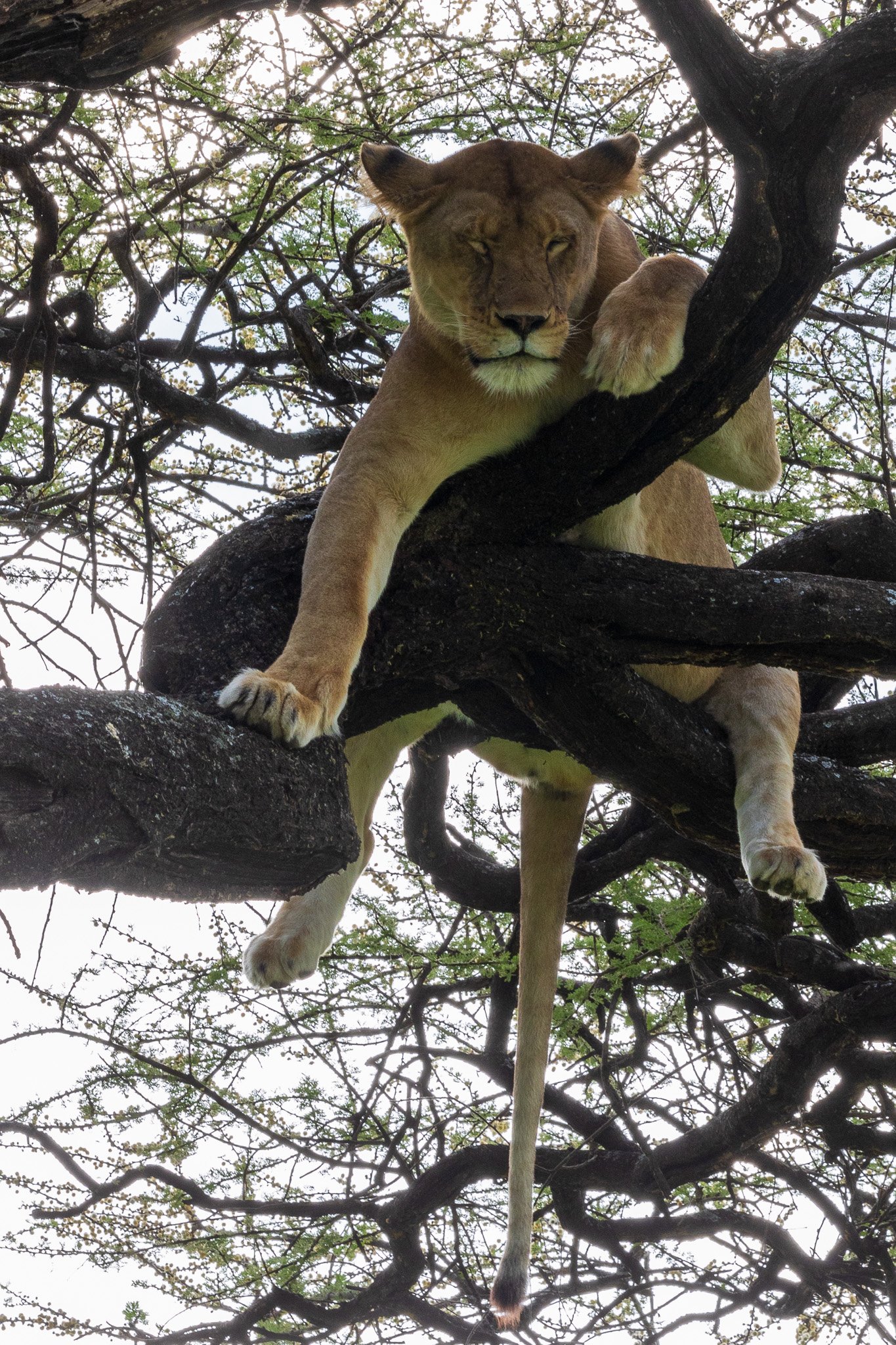 tanz18feb24serengeti46.jpg