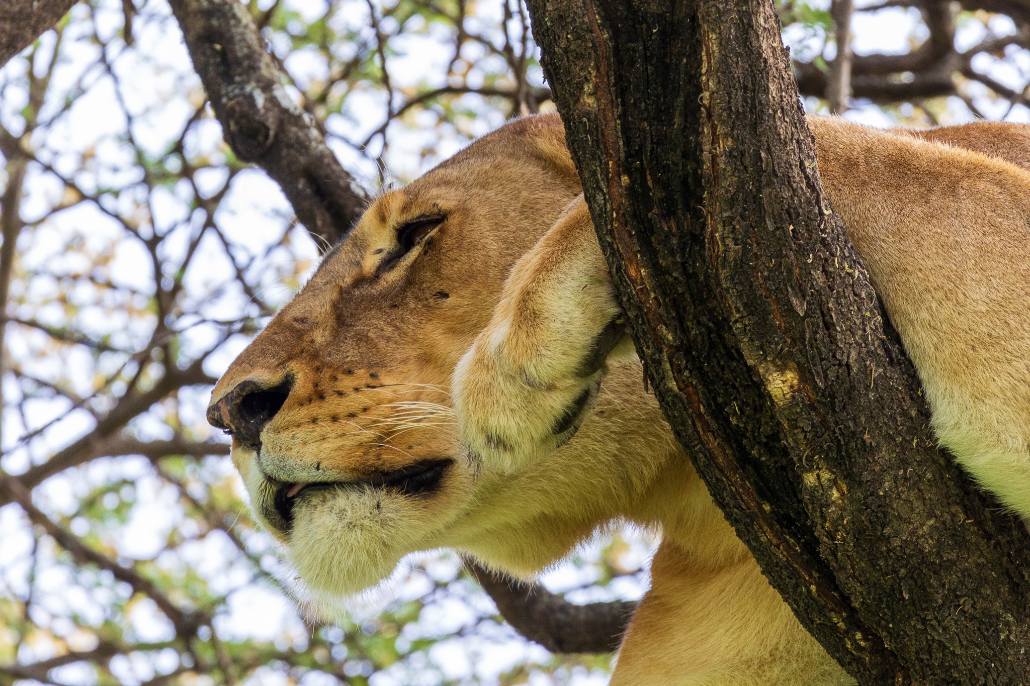 tanz18feb24serengeti48.jpg