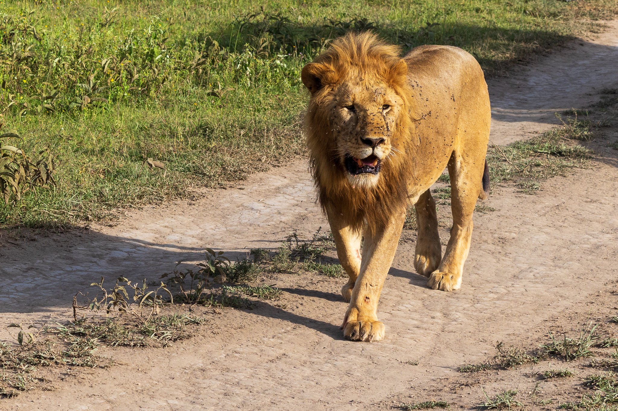 tanz18feb24serengeti51.jpg