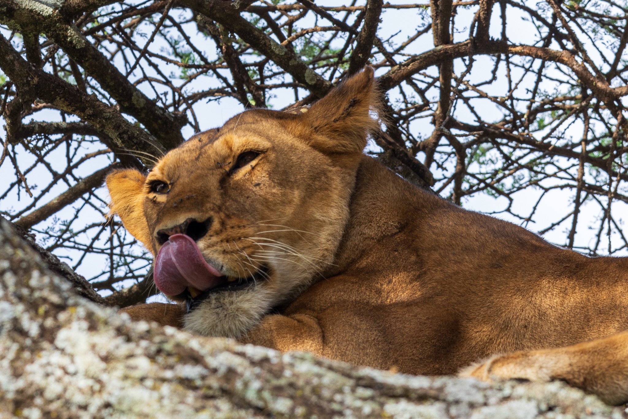 tanz18feb24serengeti62.jpg