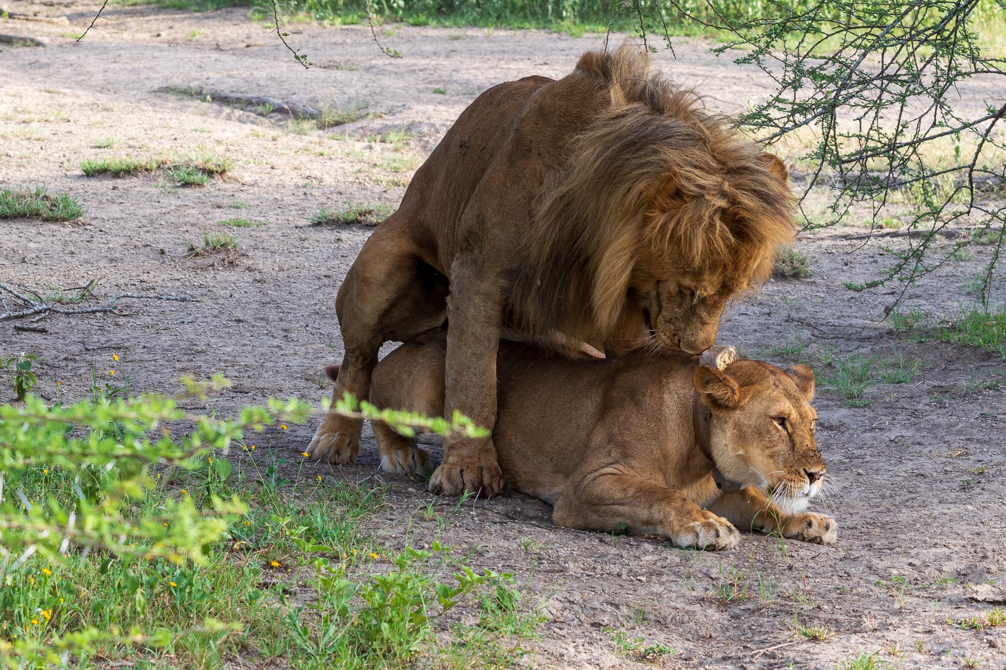 tanz18feb24serengeti68.jpg