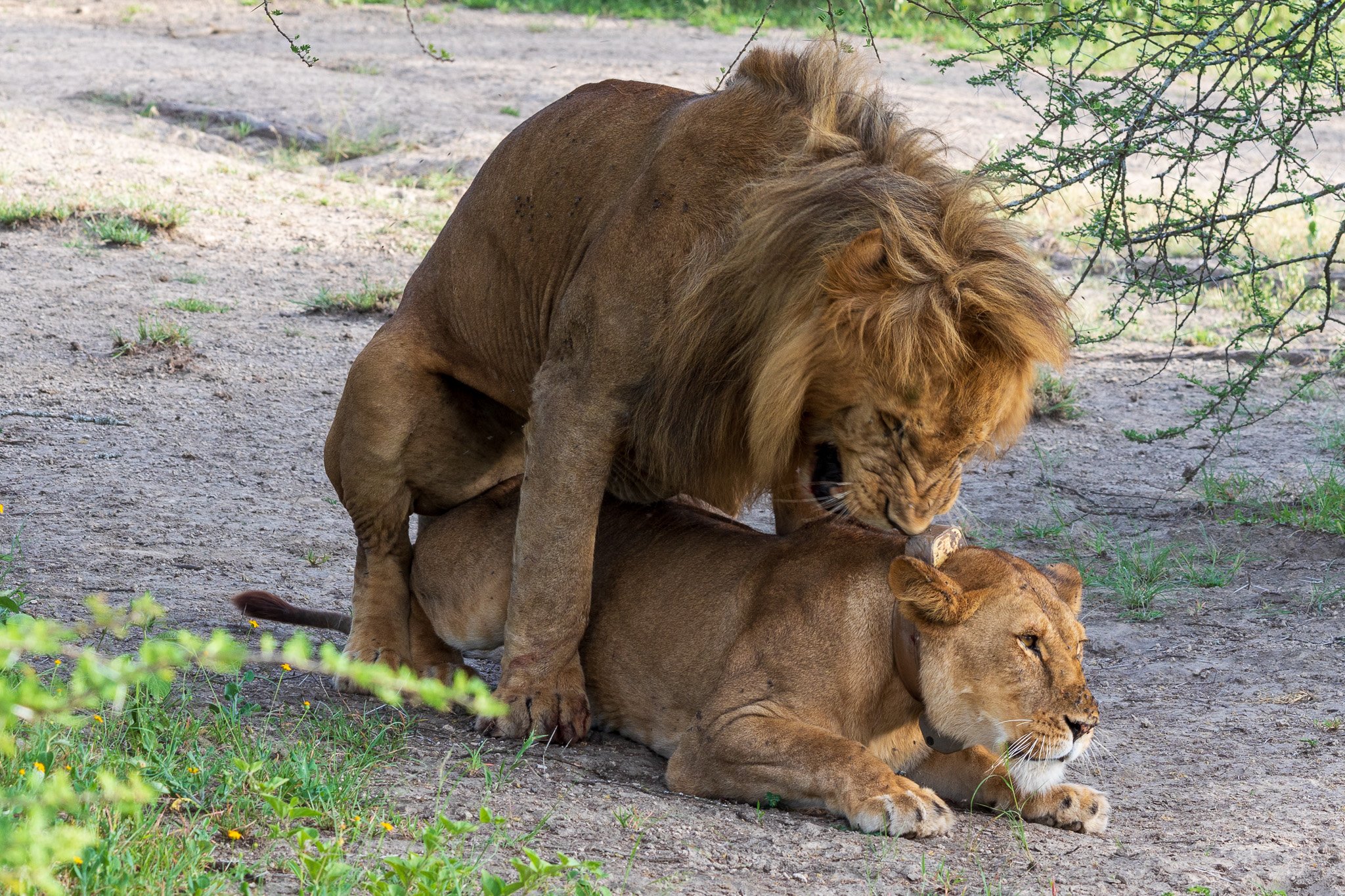 tanz18feb24serengeti69.jpg