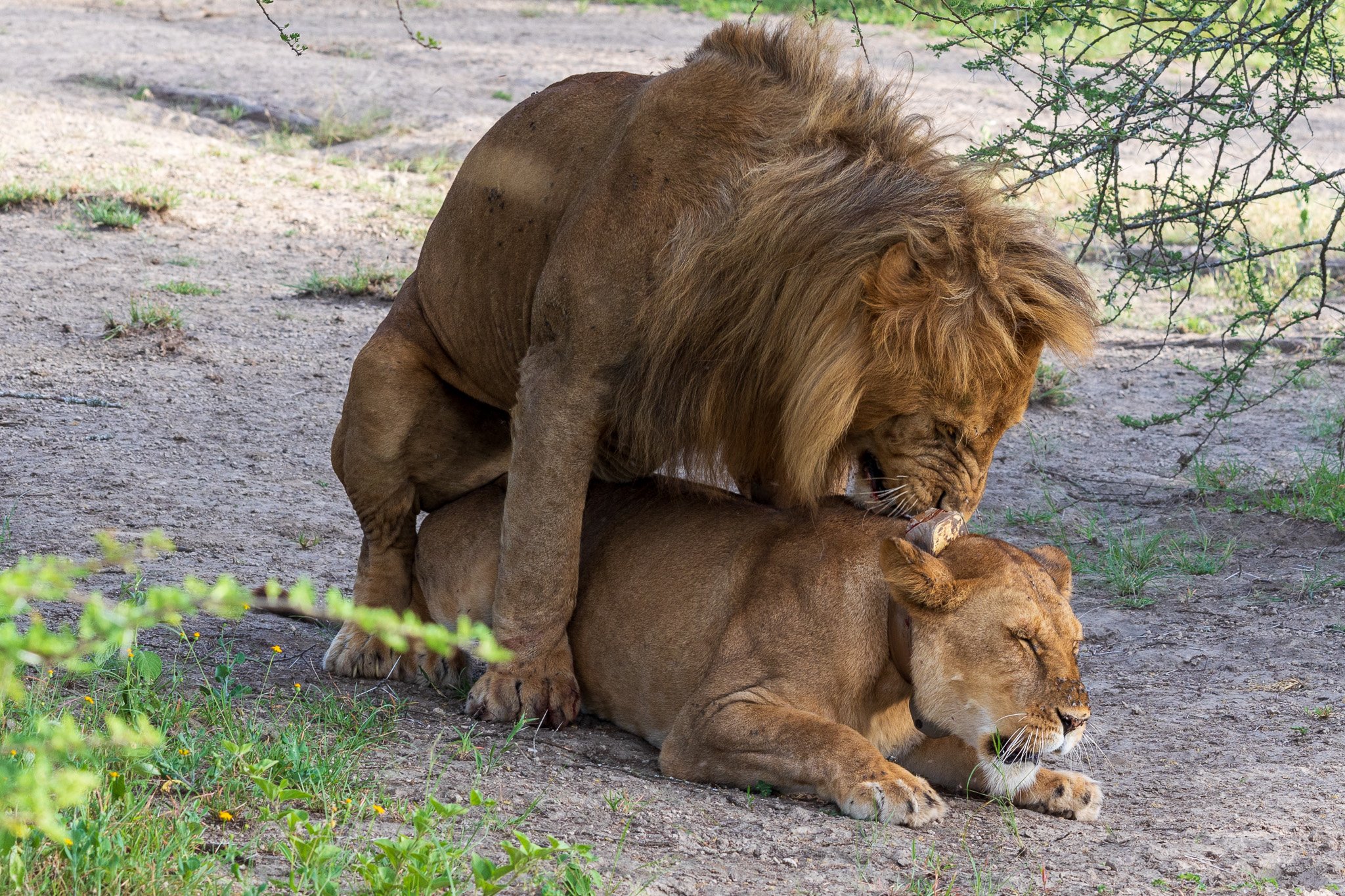 tanz18feb24serengeti71.jpg