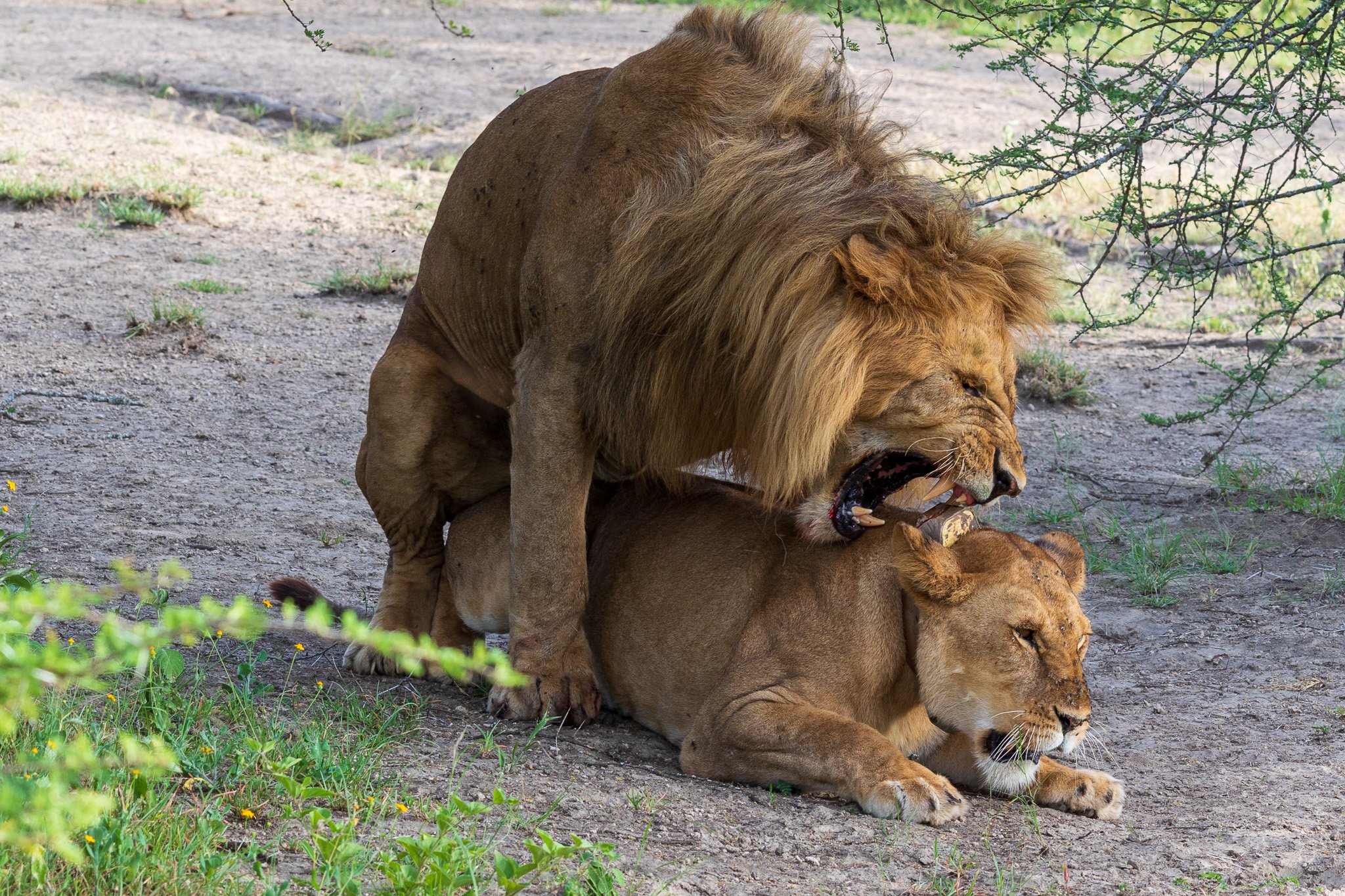 tanz18feb24serengeti72.jpg